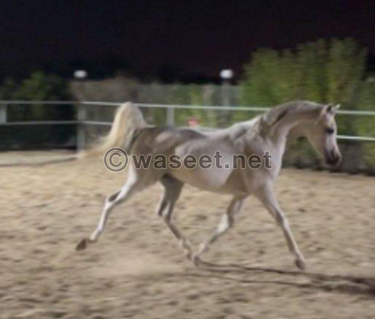 Polish horse for sale 2