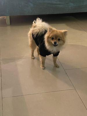 Pomeranian, sold quickly, one year old