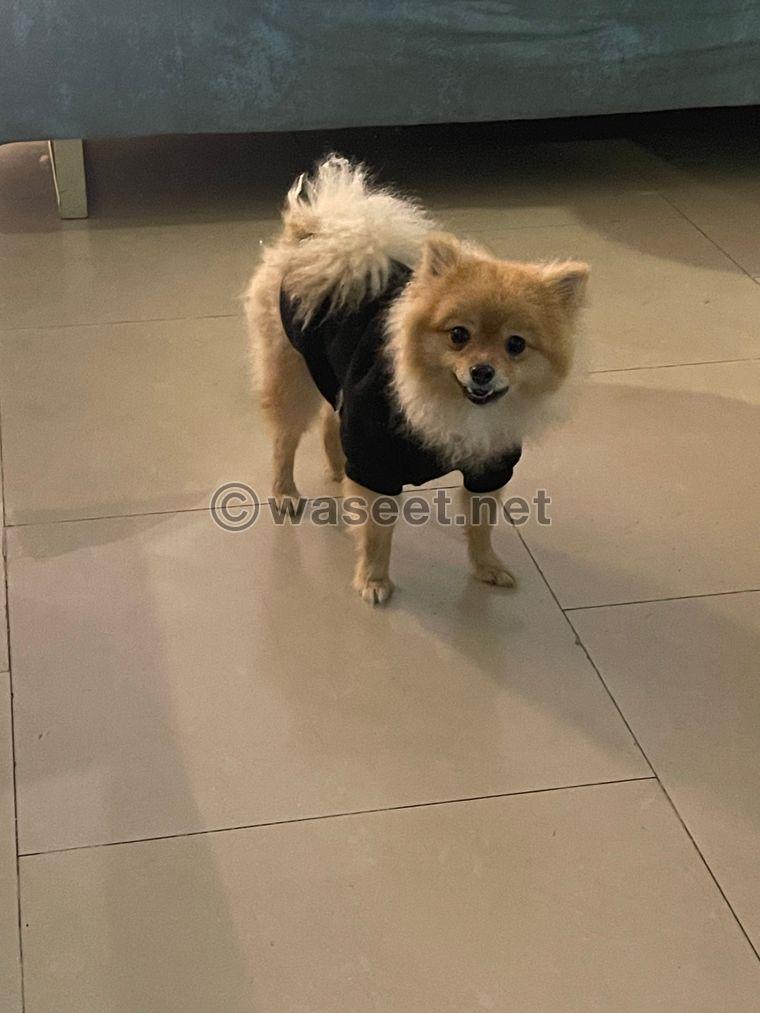 Pomeranian, sold quickly, one year old 0