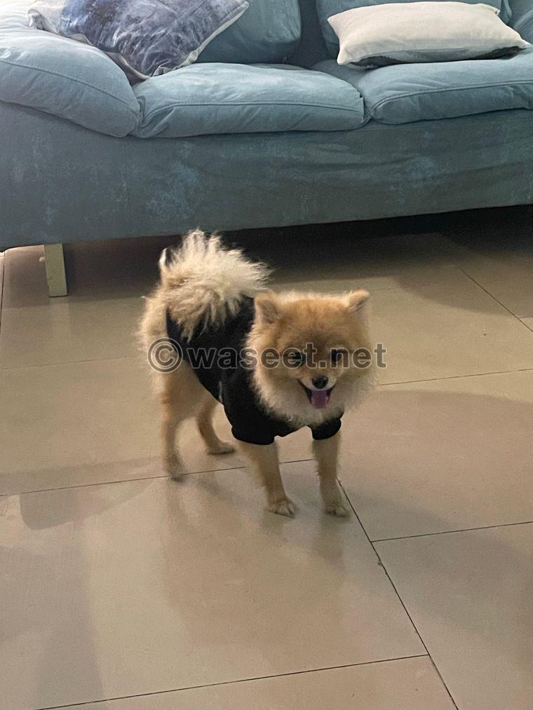 Pomeranian, sold quickly, one year old 1