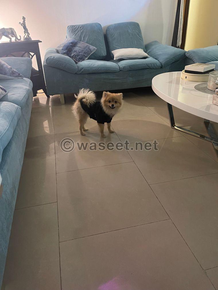 Pomeranian, sold quickly, one year old 3