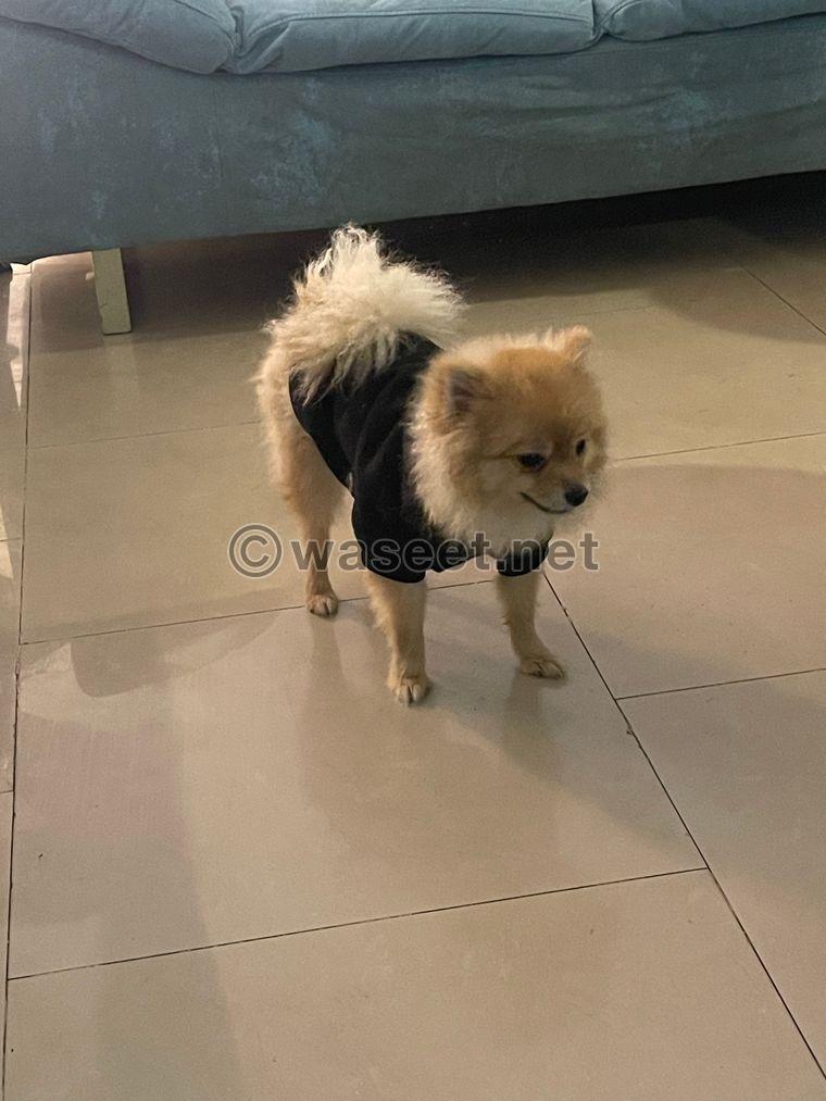 Pomeranian, sold quickly, one year old 4