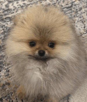 For sale Pomeranian female