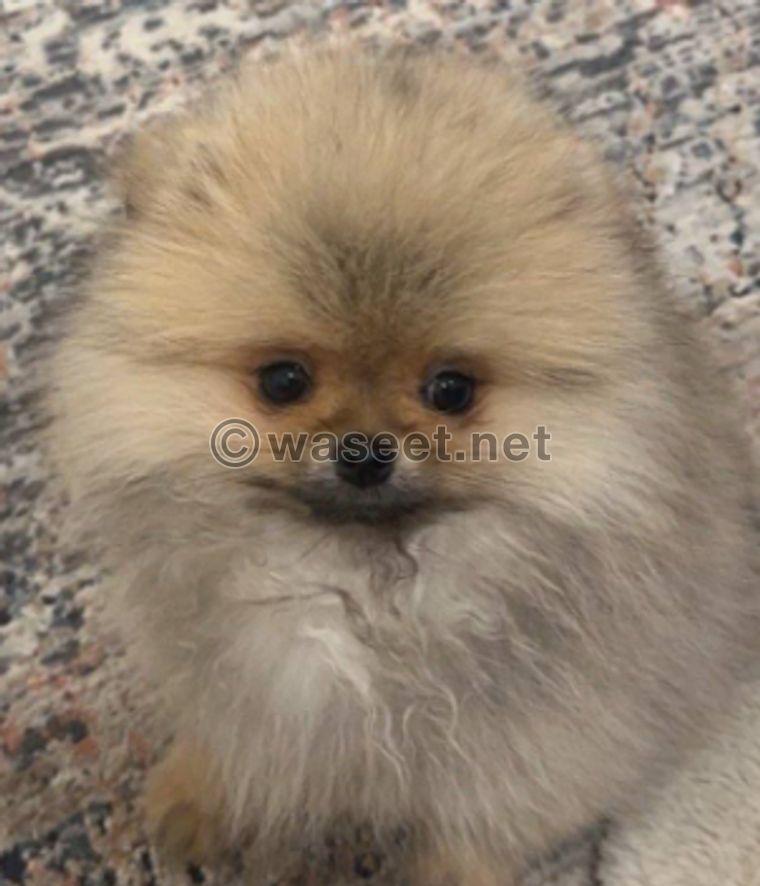 For sale Pomeranian female 0