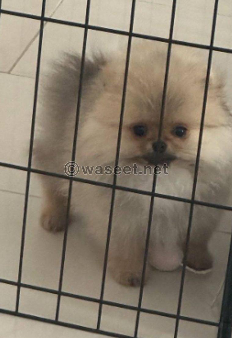 For sale Pomeranian female 1