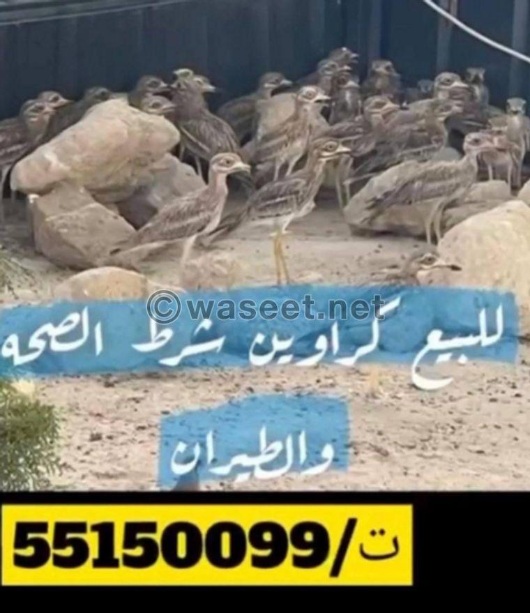 للبيع كراوين شرط الصح 0