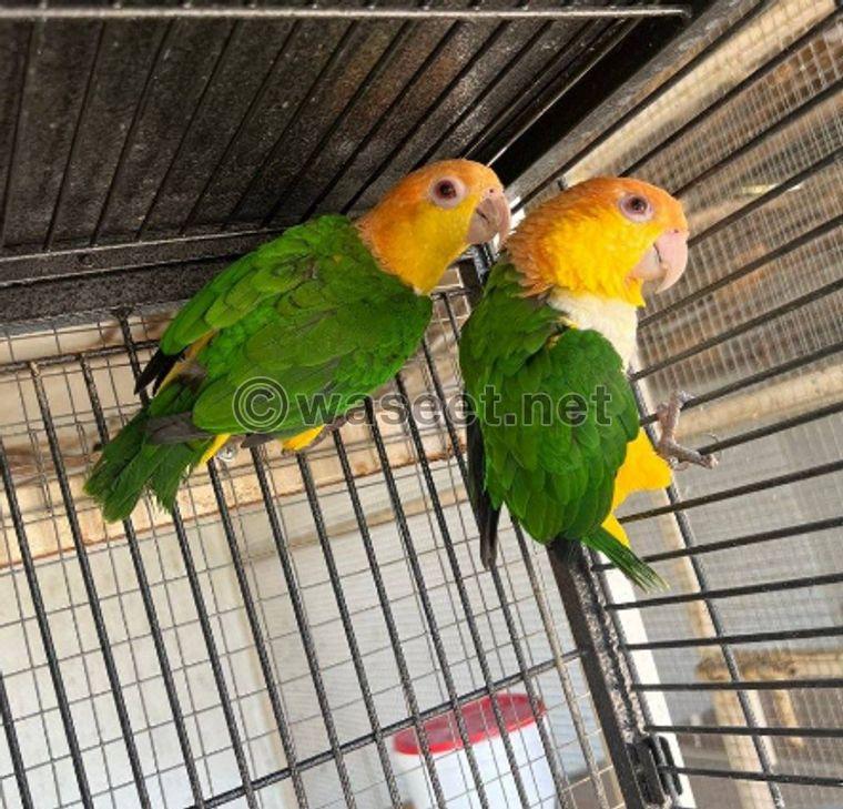 For sale a group of birds, Balabel, Casco and Bayabi 0