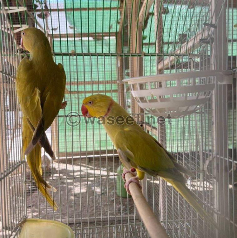 For sale a group of birds, Balabel, Casco and Bayabi 2