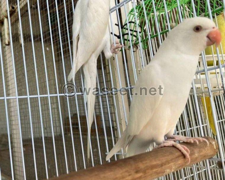 For sale a group of birds, Balabel, Casco and Bayabi 4