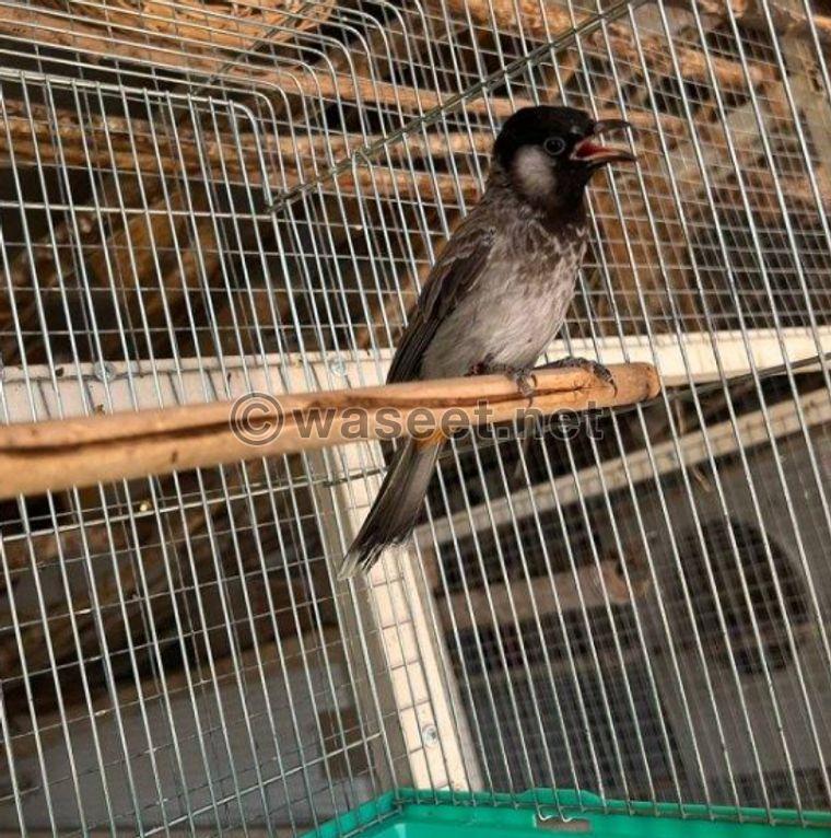 For sale a group of birds, Balabel, Casco and Bayabi 5