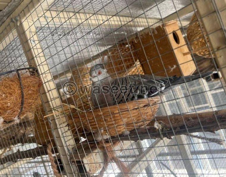 For sale a group of birds, Balabel, Casco and Bayabi 7