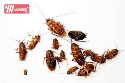 Pest control company 3