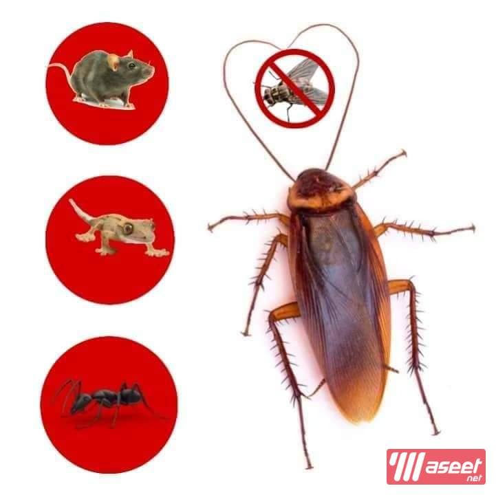 Pest control company 5