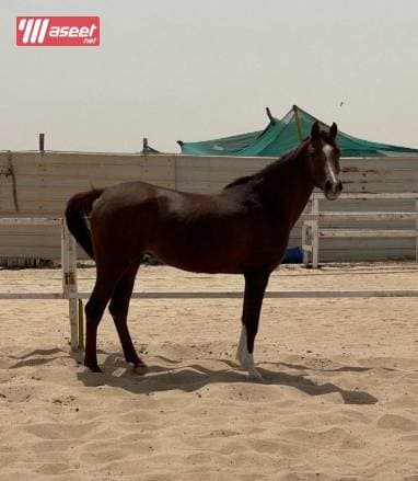 A luxurious polish horse 1