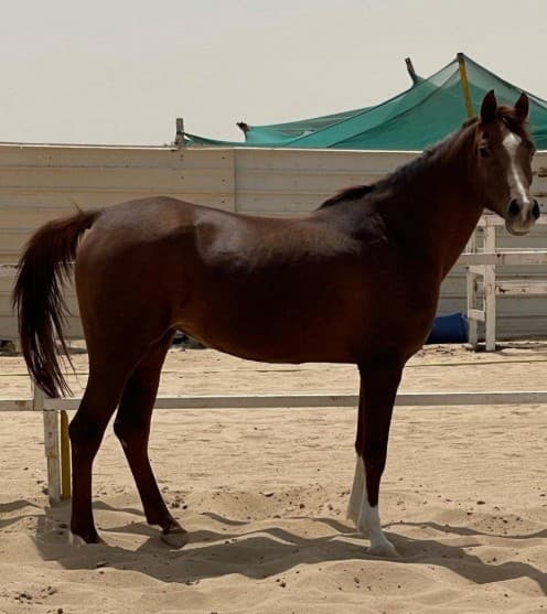 A luxurious polish horse