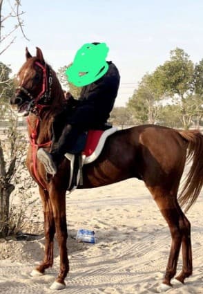 حصان بوليش مميز 0
