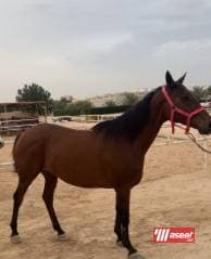  حصان فرنسي 2