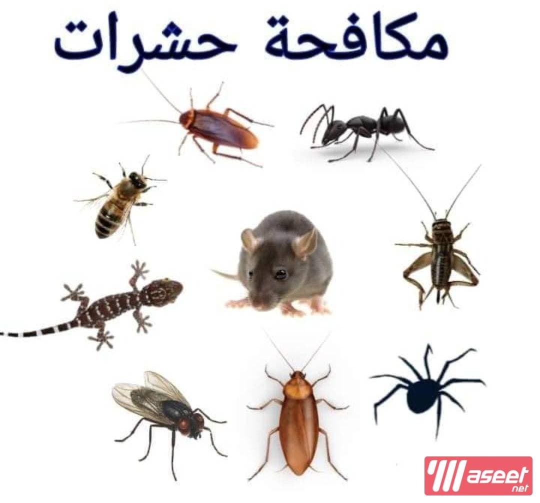 Control of insects and rodents in Kuwait 🇰🇼 3