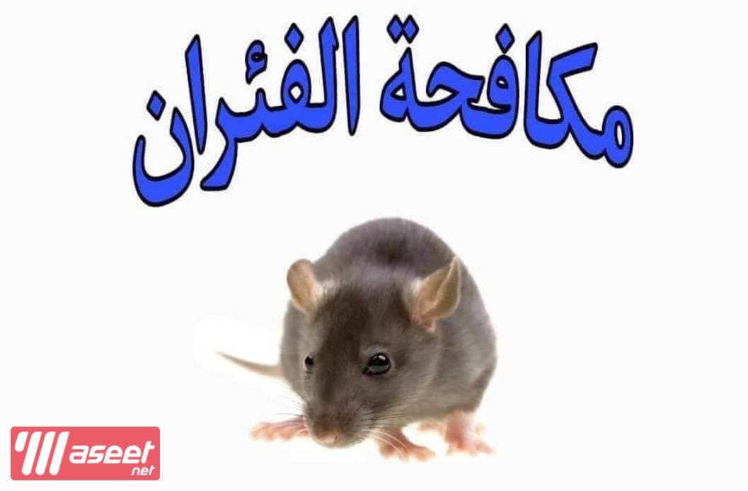 Control of insects and rodents in Kuwait 🇰🇼 4