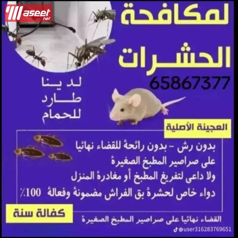 Control of insects and rodents in Kuwait 🇰🇼 1