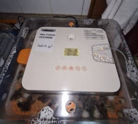 فقاصة بيض  0
