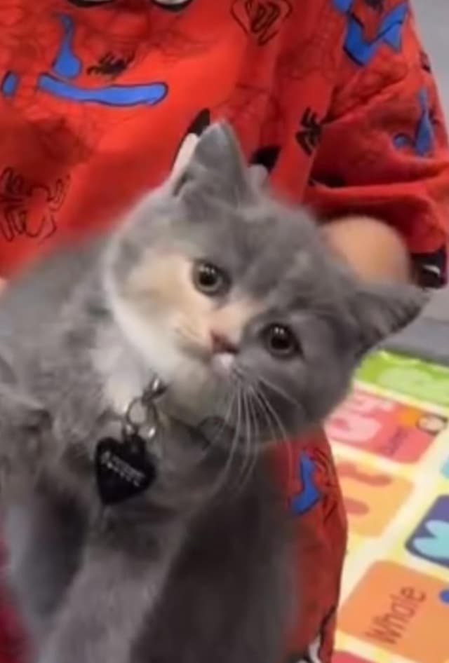 للبيع برتش شورت هير انثى