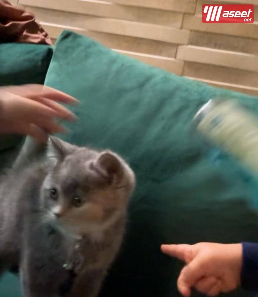 للبيع برتش شورت هير انثى 2