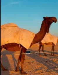 نشتري قعدان ابل  0