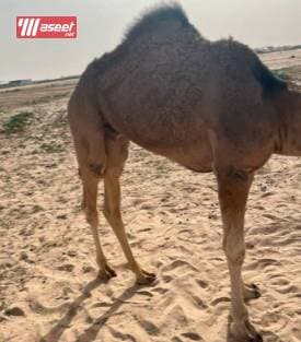 للبيع عمانيات قعدان  1