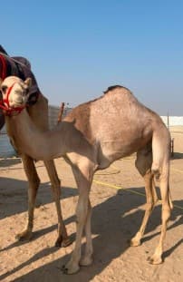 للبيع عمانيات قعدان 
