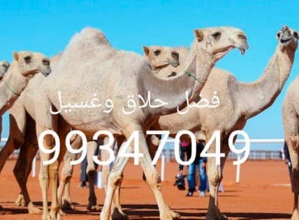 فضل حلاق وغسيل الابل  0