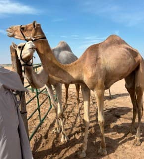 للبيع هجن عمانيات 0