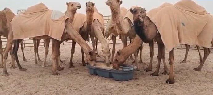عشر ابل للبيع 0