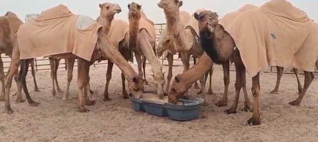 عشر ابل للبيع