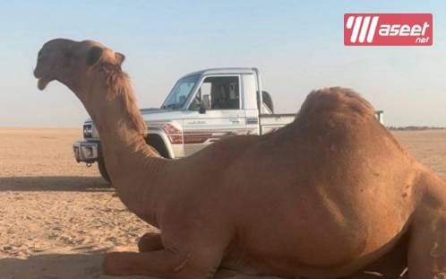  للبيع الحبشا المعشر