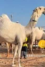 حلاق ابل 0