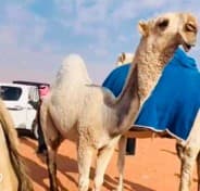 حلاق ابل جميع مناطق الكويت 0