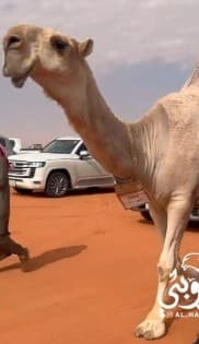 حلاقه وغسيل ابل 0
