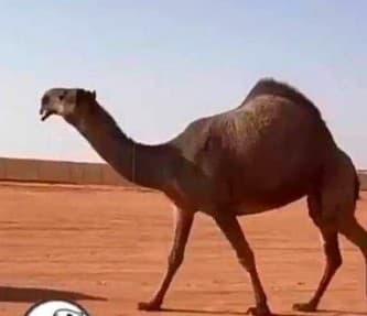 حلاق وغسيل الابل 0