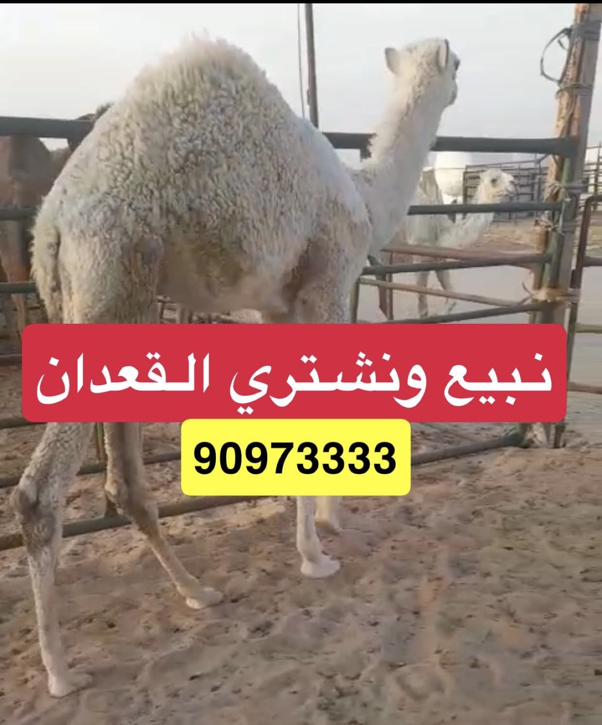 للبيع قعدان محليه 0