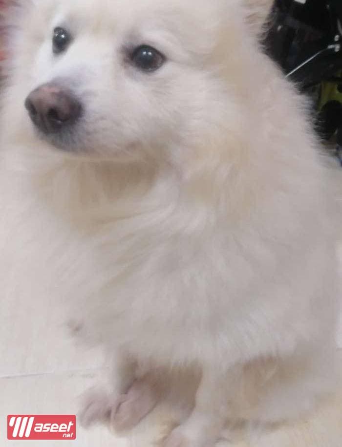 سبيتز ياباني Japanese spitz 1