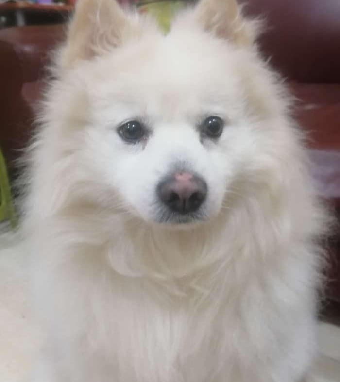 سبيتز ياباني Japanese spitz 0