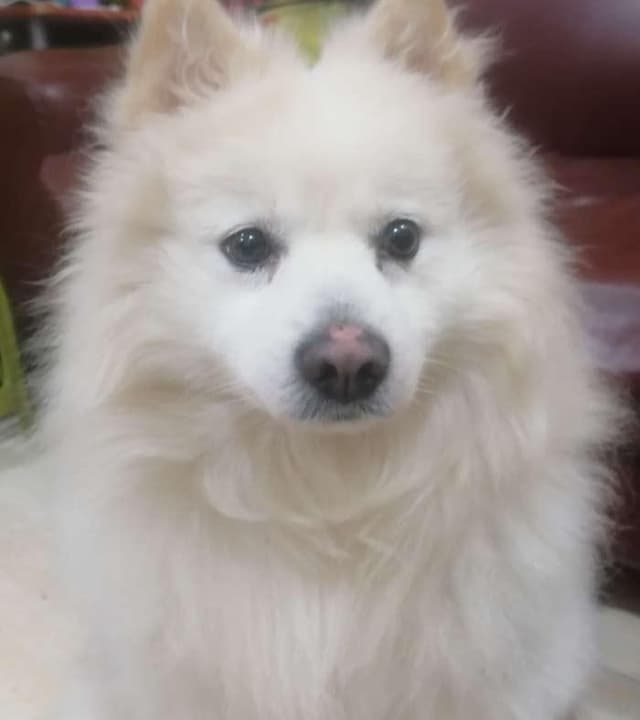 سبيتز ياباني Japanese spitz