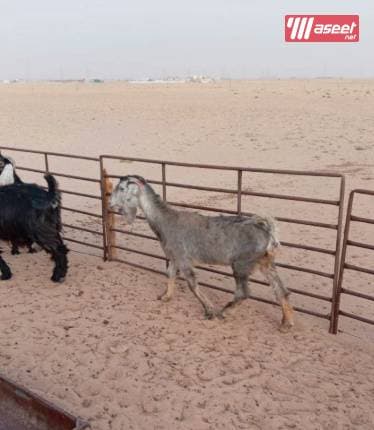 ماشية للبيع 1