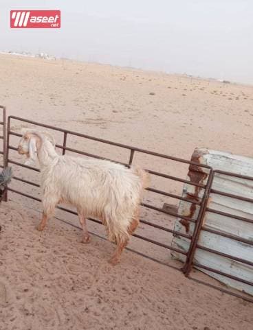 ماشية للبيع 3