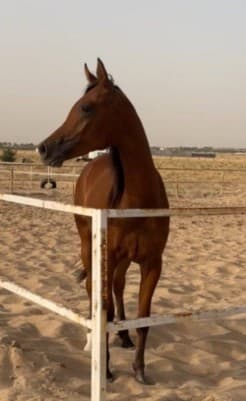 للبيع مهر بولش فاخر 0