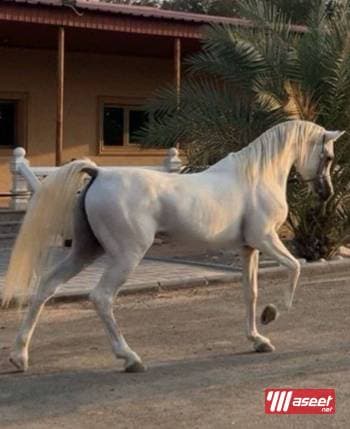 حصان مصري بيور 1