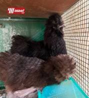 دجاج سلكي مجاميع للبيع 3