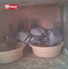 مشروع حمام زاجل 1