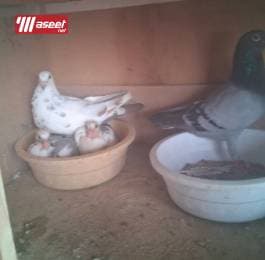 مشروع حمام زاجل 2